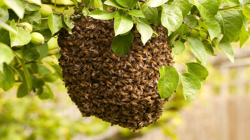 Call the Pros to Remove a Honey Bee Swarm in Reynoldsburg