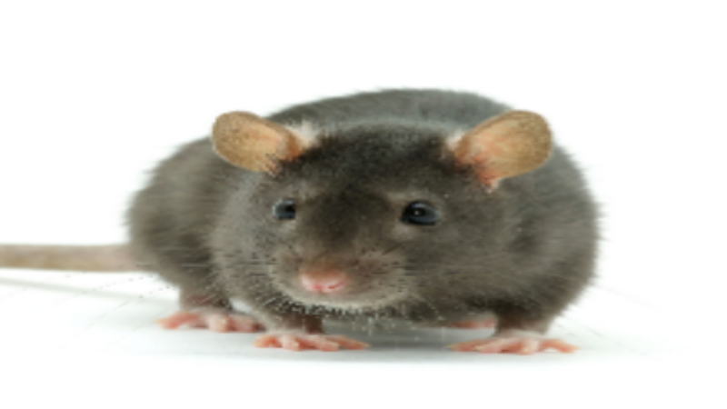 Protect Your Home with the Best Rodent Control Company in Plymouth, MA