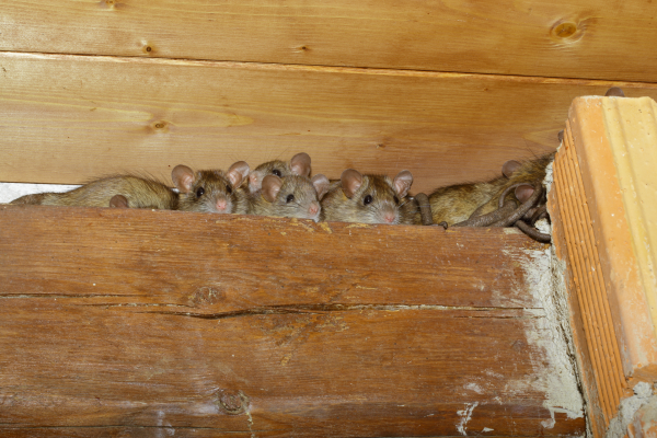 7 Tips to Keep Mice Out of Your Storage Unit