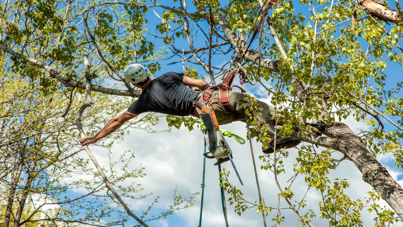 Hiring an Arborist Atlanta GA – What Property Owners Must Know