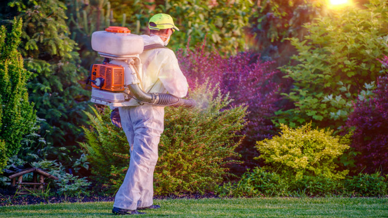 Humanely Solving Your Squirrel Problem in Alpharetta, Georgia