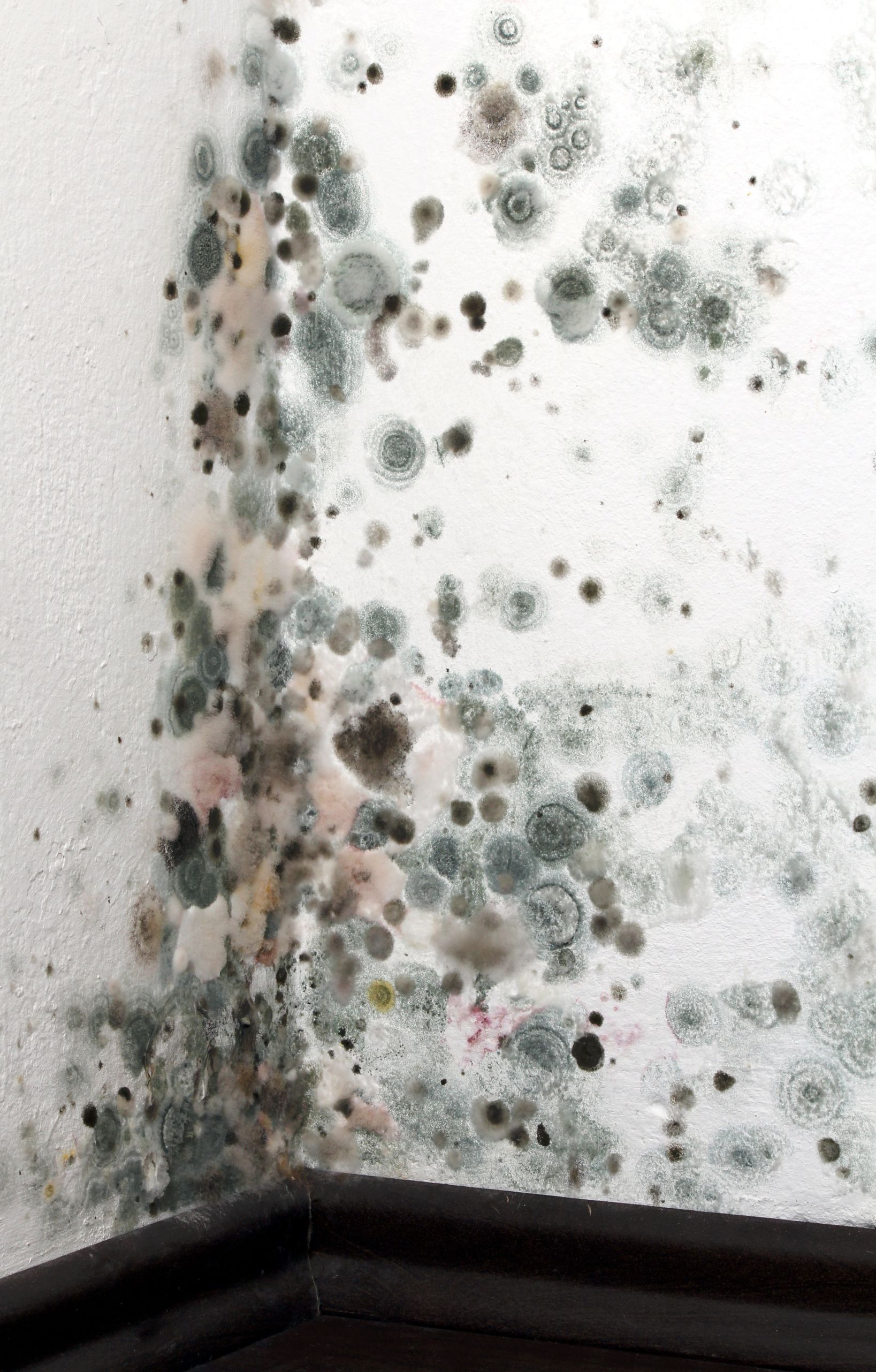 Five Signs You Need Mold Removal Services