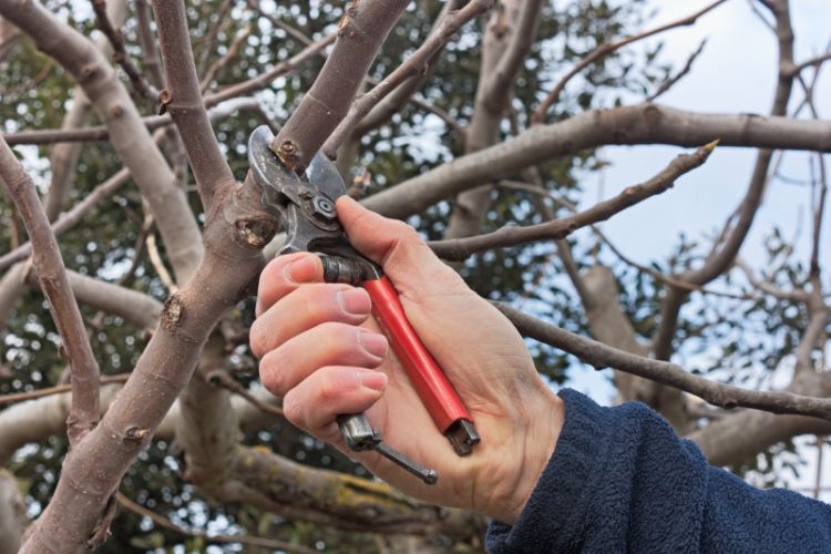 The Necessity Of Tree Pruning In Orange Park FL